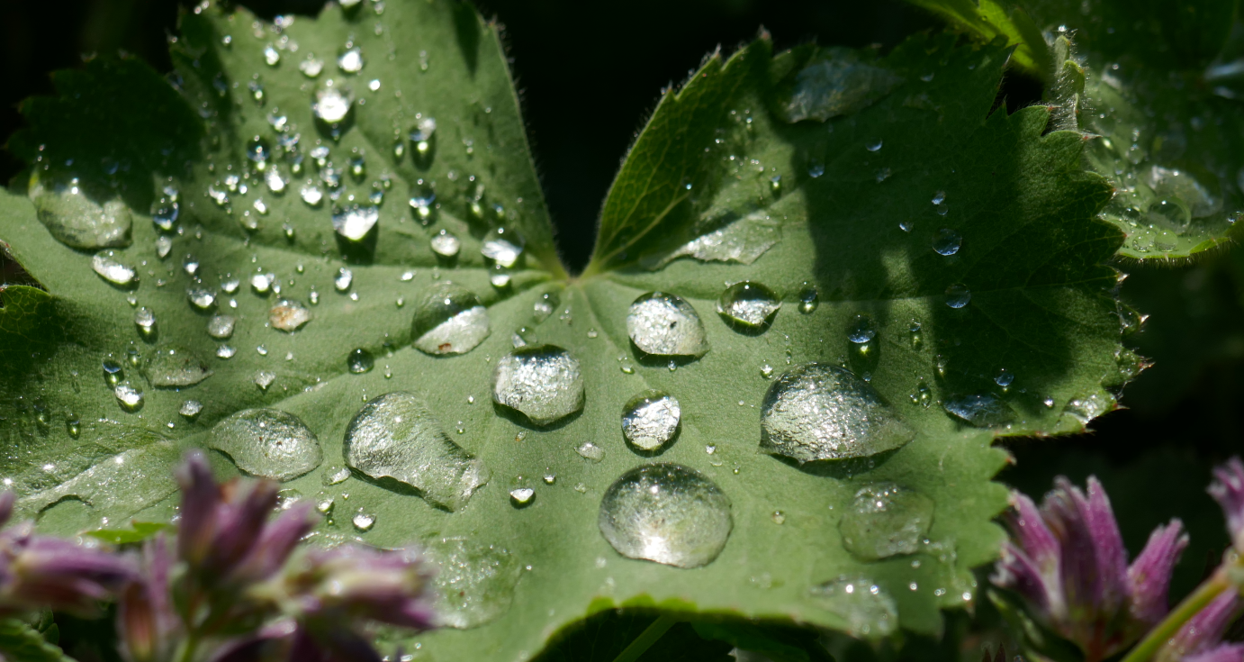 Heilpraktiker Rothmund Blatt